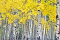 Autumn aspen grove in the wind Royalty Free Stock Photo