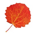 Autumn aspen leaf isolated on white. Royalty Free Stock Photo