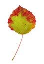 Autumn aspen leaf isolated Royalty Free Stock Photo