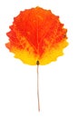 Autumn aspen leaf on isolated Royalty Free Stock Photo