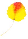 Autumn aspen leaf isolated Royalty Free Stock Photo