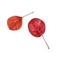 Autumn aspen leaf. Watercolor hand illustration of an isolate on a white background.