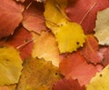 Autumn aspen leaves