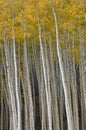 Autumn Aspen near Vail