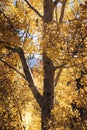 Autumn Aspen in Rocky Mountain National Park Colorado Royalty Free Stock Photo