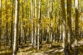 Autumn Aspen Trail