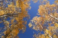 Autumn Aspen Trees