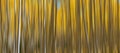 Autumn Aspen Trees Abstract Panorama Royalty Free Stock Photo