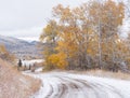 Autumn Aspen Trees Along a Snowy Country Road Royalty Free Stock Photo