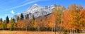 Aspen trees in Canadian Rocky mountains Royalty Free Stock Photo