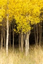 Autumn aspen trees with dark paths between white trunks