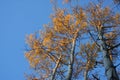 Autumn Aspen Trees in Early Morning Light Royalty Free Stock Photo