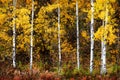 Autumn Aspen Trees Fall Colors Golden Leaves and White Trunk Royalty Free Stock Photo