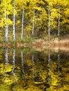 Autumn Aspen Trees Fall Colors Golden Leaves and White Trunk Royalty Free Stock Photo