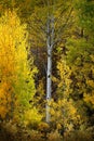 Autumn Aspen Trees Fall Colors Golden Leaves and White Trunk Royalty Free Stock Photo