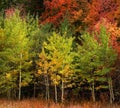 Autumn Aspen Trees Fall Colors Golden Leaves and White Trunk Map Royalty Free Stock Photo