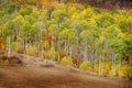 Autumn Aspen Trees Fall Colors Golden Leaves and White Trunk Maple Red Royalty Free Stock Photo