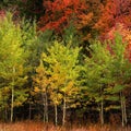 Autumn Aspen Trees Fall Colors Golden Leaves and White Trunk Maple Red Royalty Free Stock Photo