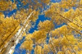 Autumn Aspen trees at peak fall color in Colorado Royalty Free Stock Photo