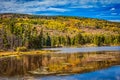 Autumn Aspen Trees in Rocky Mountain National Park Colorado Royalty Free Stock Photo