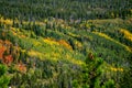 Autumn Aspen Trees in Rocky Mountain National Park Royalty Free Stock Photo