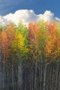 Autumn aspens against the sky Royalty Free Stock Photo