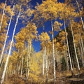 Autumn Aspens Royalty Free Stock Photo