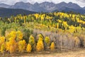 Autumn aspens