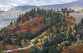 Autumn aspens