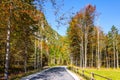 The autumn aspens and birches Royalty Free Stock Photo