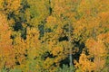 Autumn Aspens Colorado Royalty Free Stock Photo