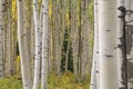 Autumn Aspens Elk Mountains Royalty Free Stock Photo