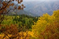 Autumn Aspens and Evergreens