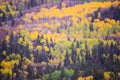Autumn Aspens and Evergreens Royalty Free Stock Photo
