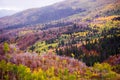 Autumn Aspens and Evergreens Royalty Free Stock Photo