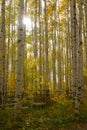 Autumn Aspens Lens Flare