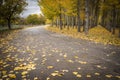 Autumn asphalt road with fallen yellow leaves