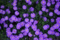 Autumn Aster Royalty Free Stock Photo