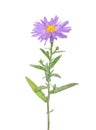 Autumn aster