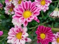 Autumn aster flowers of Aster Cordifolius Little Carlow. Royalty Free Stock Photo