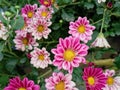 Autumn aster flowers of Aster Cordifolius Little Carlow. Royalty Free Stock Photo