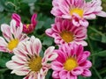 Autumn aster flowers of Aster Cordifolius Little Carlow. Royalty Free Stock Photo