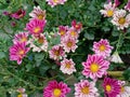 Autumn aster flowers of Aster Cordifolius Little Carlow. Royalty Free Stock Photo