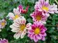 Autumn aster flowers of Aster Cordifolius Little Carlow. Royalty Free Stock Photo