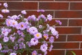 Autumn Aster Flowers of Symphyotrichum Novae Angliae, New York Aster September Flowers Royalty Free Stock Photo