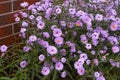 Autumn Aster Flowers of Symphyotrichum Novae Angliae, New York Aster September Flowers Royalty Free Stock Photo