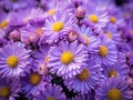 Autumn Aster Flowers of Symphyotrichum Novae Angliae, New York Aster September Flowers Royalty Free Stock Photo