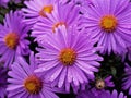 Autumn Aster Flowers of Symphyotrichum Novae Angliae, New York Aster September Flowers Royalty Free Stock Photo