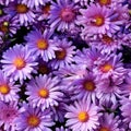 Autumn Aster Flowers of Symphyotrichum Novae Angliae, New York Aster September Flowers Royalty Free Stock Photo