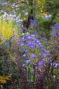 Bluish Aster Tongolensis, Family Compositae Royalty Free Stock Photo